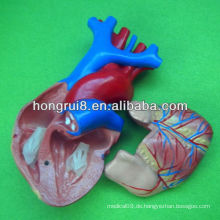 ISO Life Größe Menschliches Herz Modell, Pädagogisches Herz Modell, Anatomisches Herz Modell